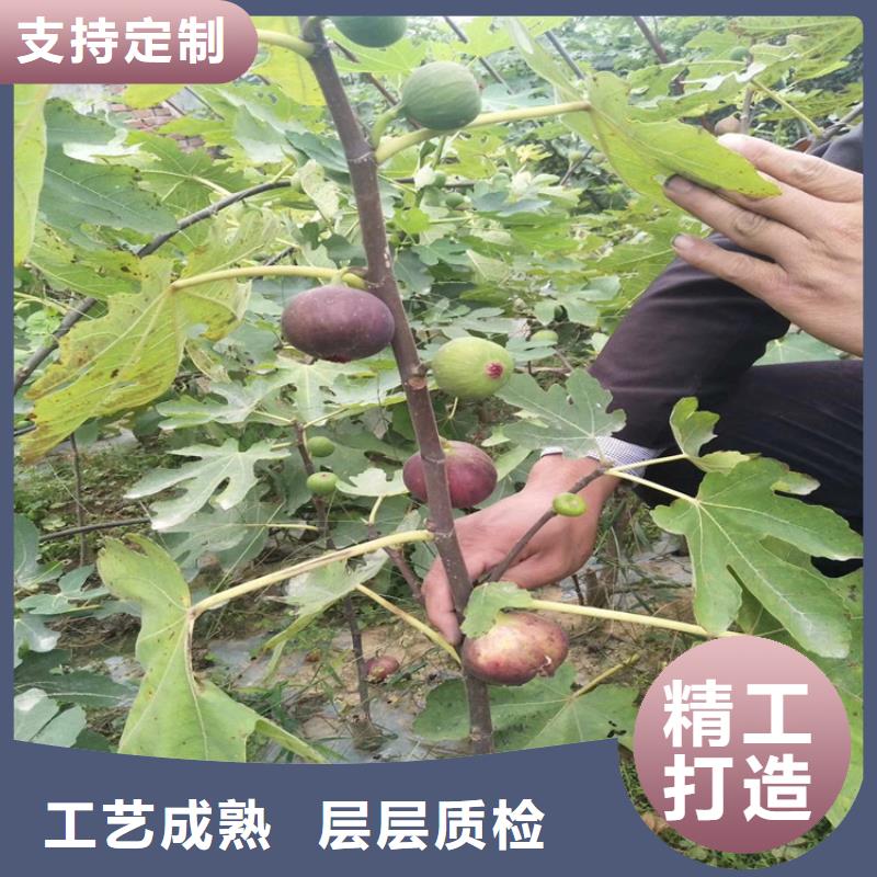 【无花果】苹果苗产地厂家直销