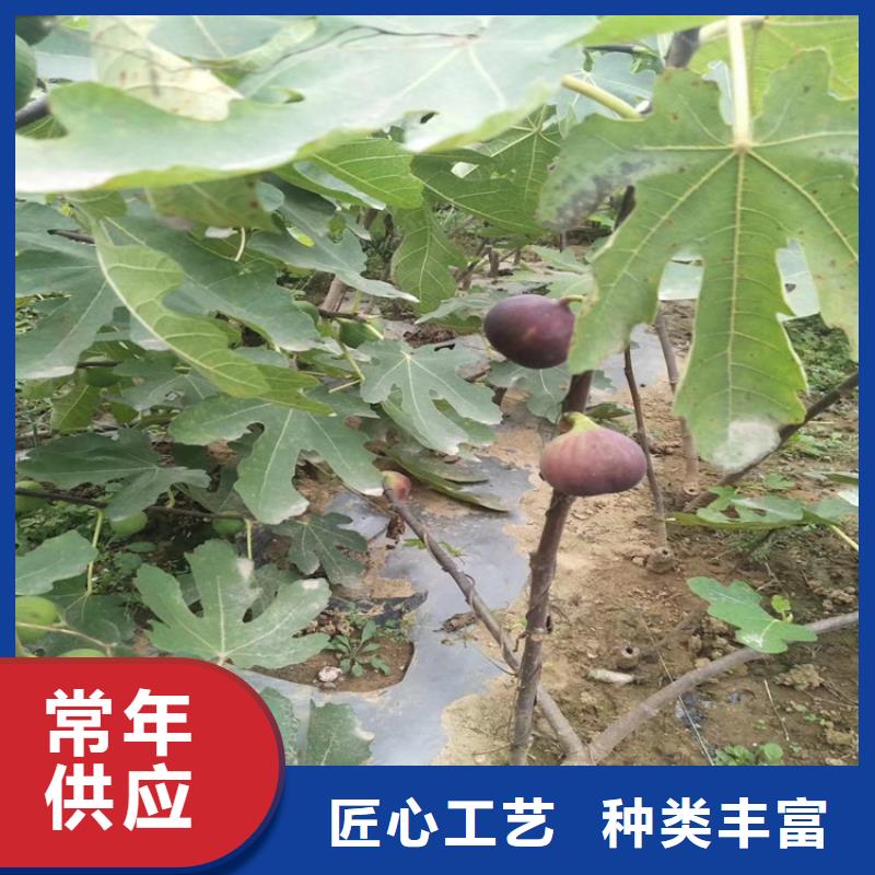 【无花果】苹果苗产地厂家直销