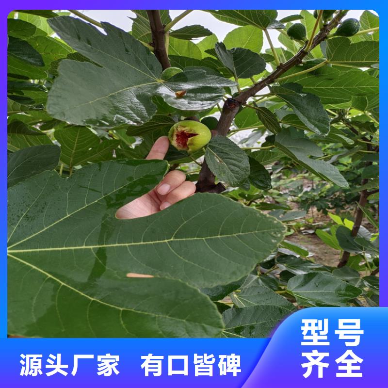 【无花果】花椒苗厂家型号齐全