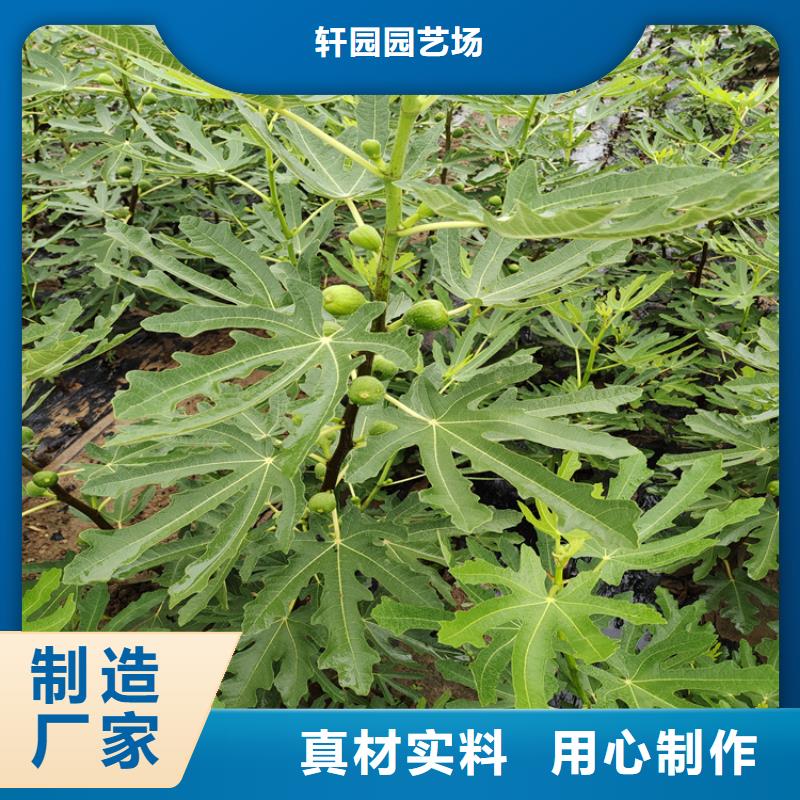 无花果蓝莓苗厂家品控严格