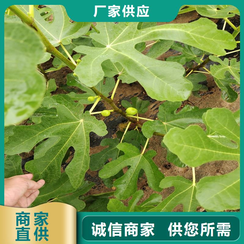 无花果_苹果苗源头实体厂商