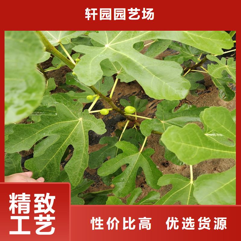 【无花果】花椒苗厂家型号齐全