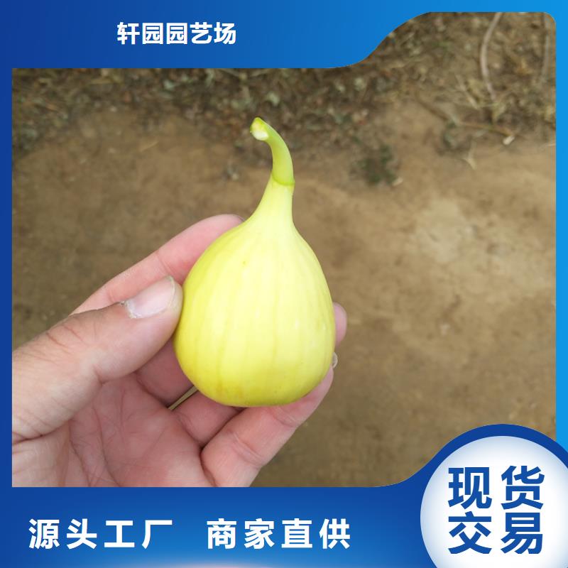 无花果【苹果苗】应用范围广泛