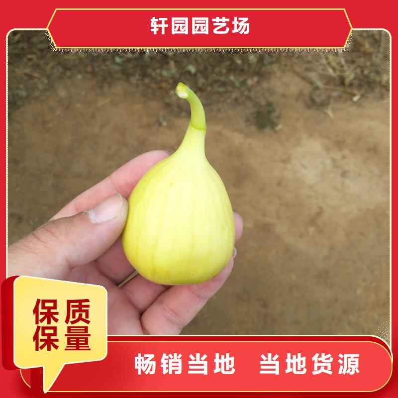 【无花果,桃树苗厂家现货批发】