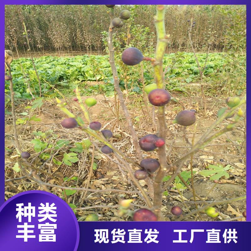 无花果_苹果苗源头实体厂商