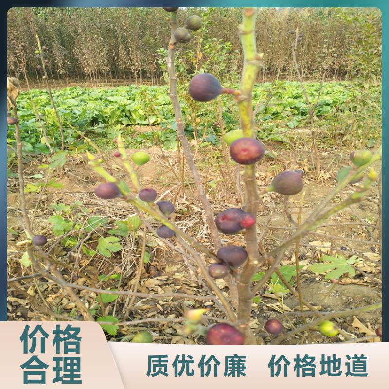 无花果【苹果苗】质量好