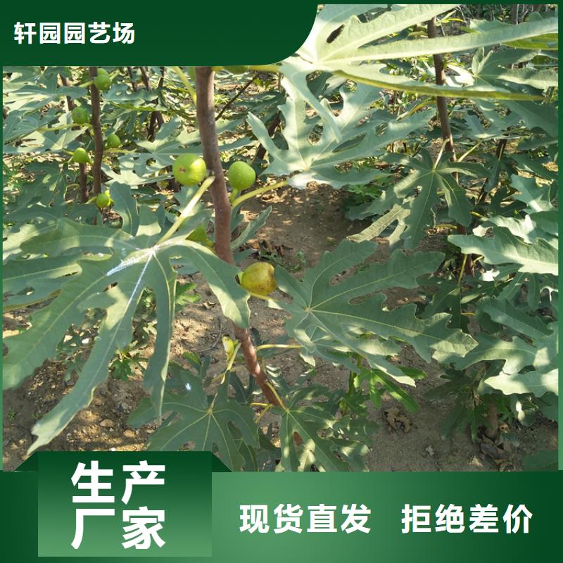 【无花果】苹果苗产地厂家直销