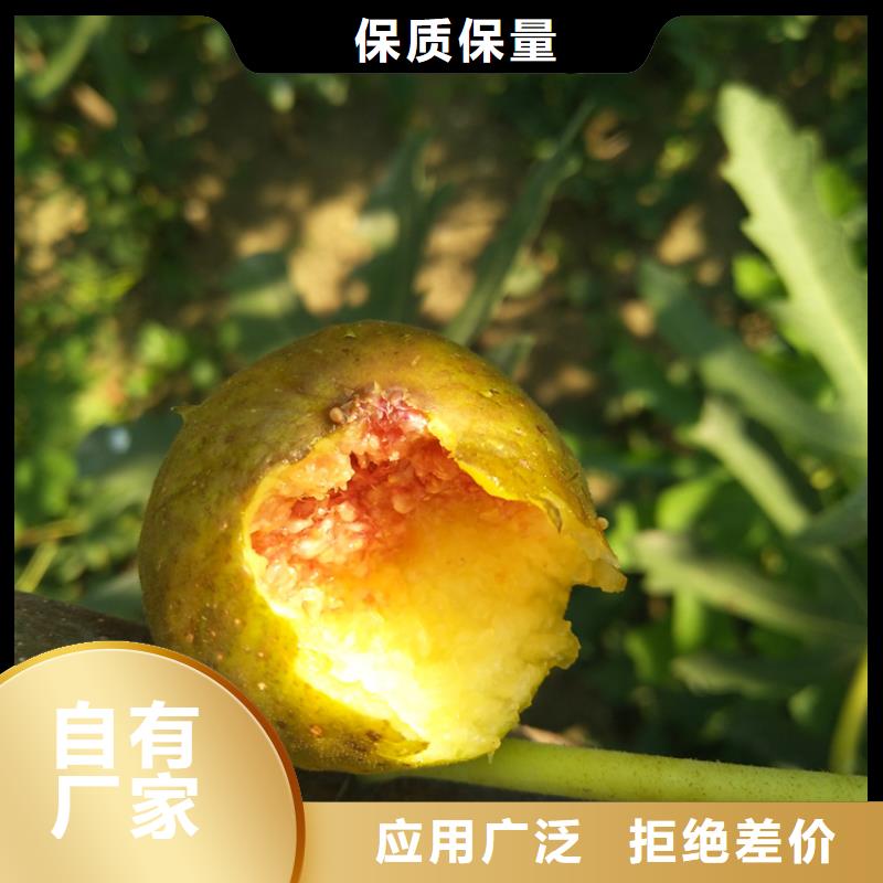 无花果,红颜草莓厂家销售