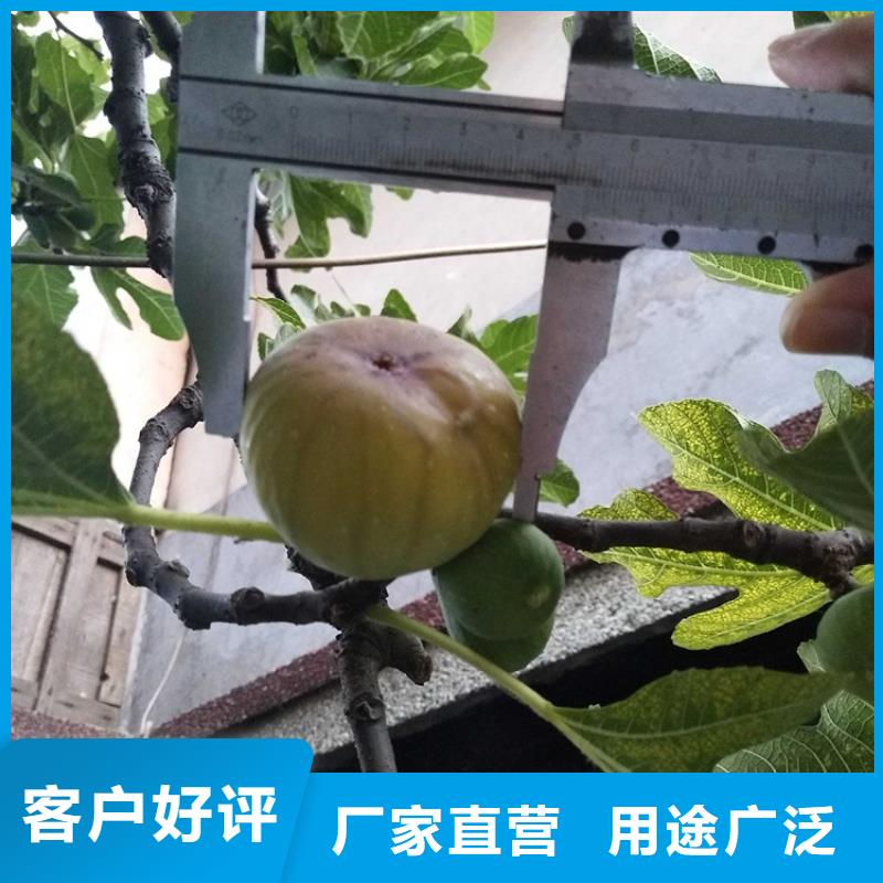 无花果-苹果苗一站式供应厂家