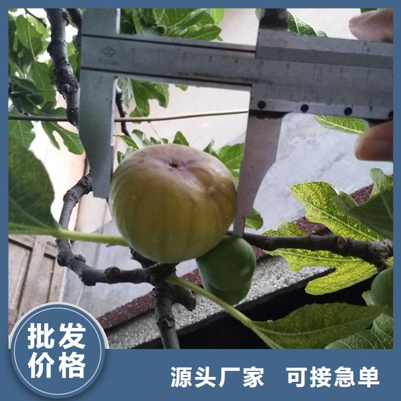 无花果,桃树苗货品齐全