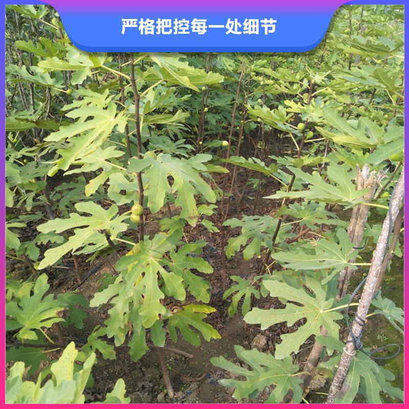 无花果苹果苗购买的是放心