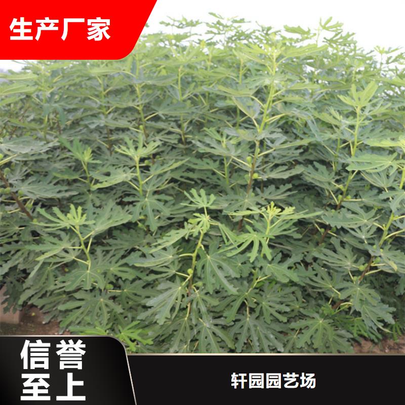 无花果-苹果苗24小时下单发货