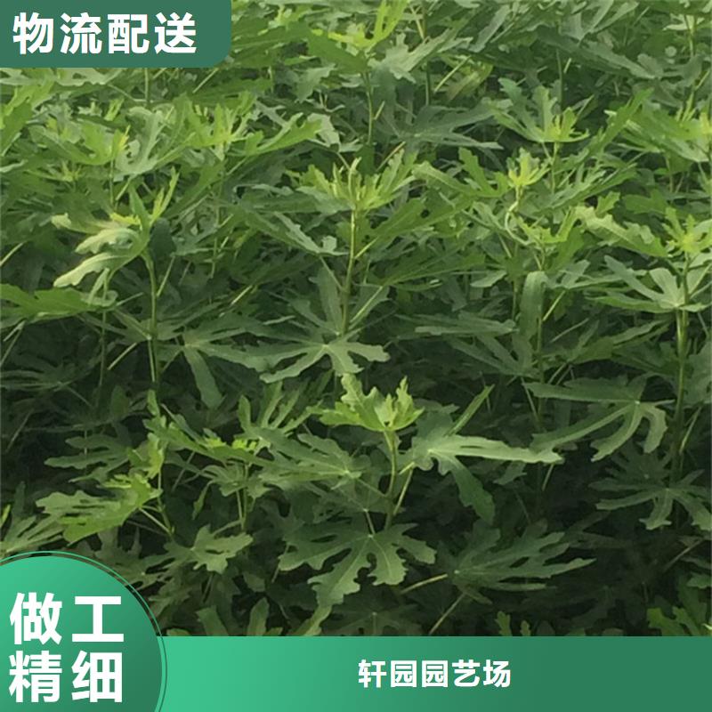 无花果苹果苗用途广泛