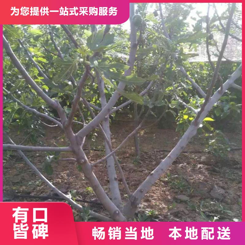 无花果西瓜番石榴苗热销产品