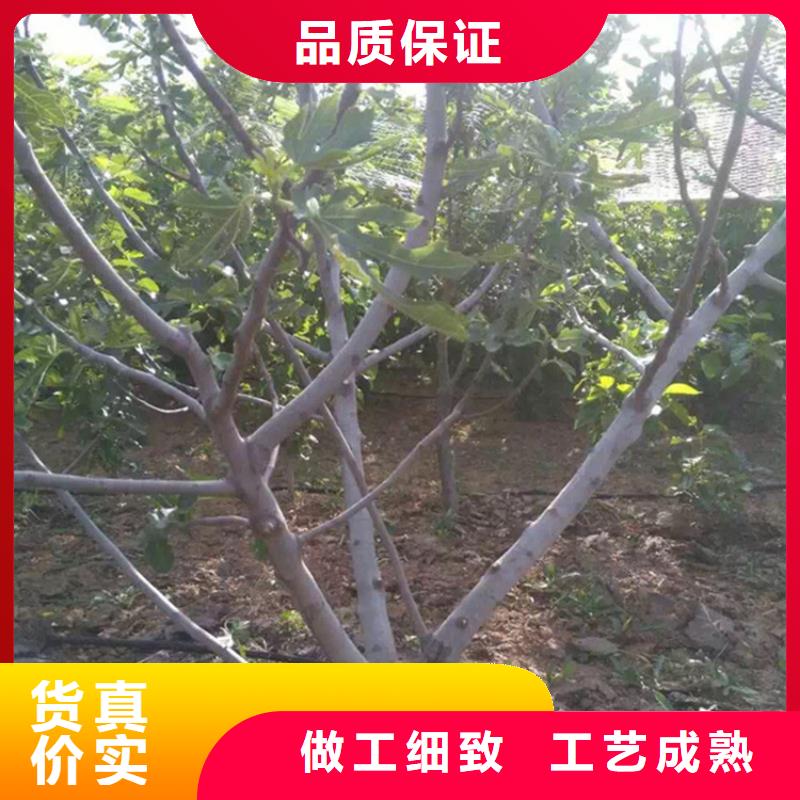 【无花果,桃树苗厂家现货批发】