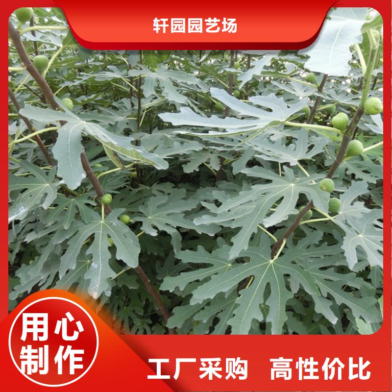 【无花果】花椒苗厂家型号齐全