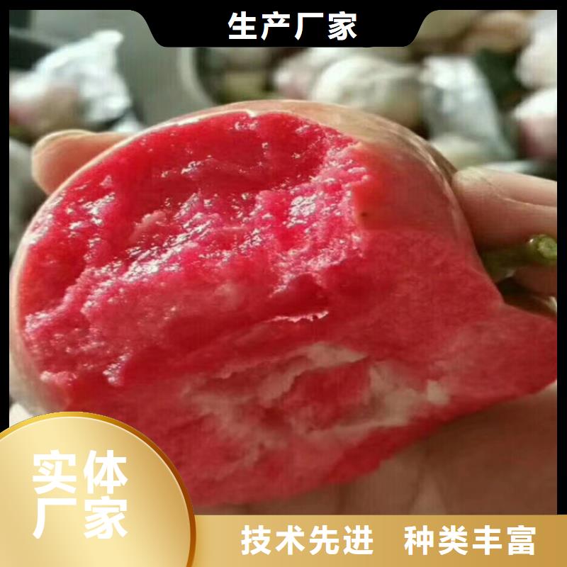 苹果梨树苗低价货源