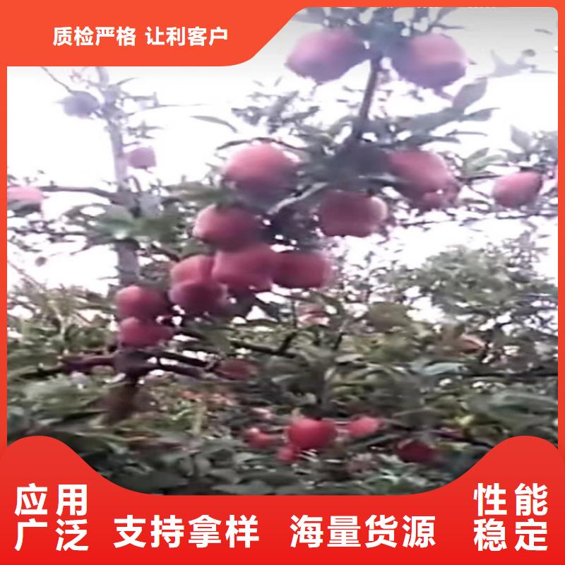 苹果_无花果苗细节之处更加用心