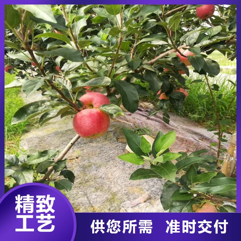 苹果-无花果苗专业信赖厂家