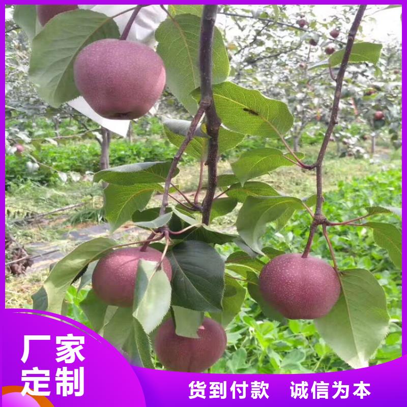 【苹果梨树苗实力大厂家】