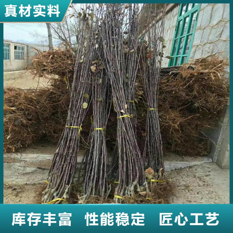 苹果,蓝莓苗源头厂源头货