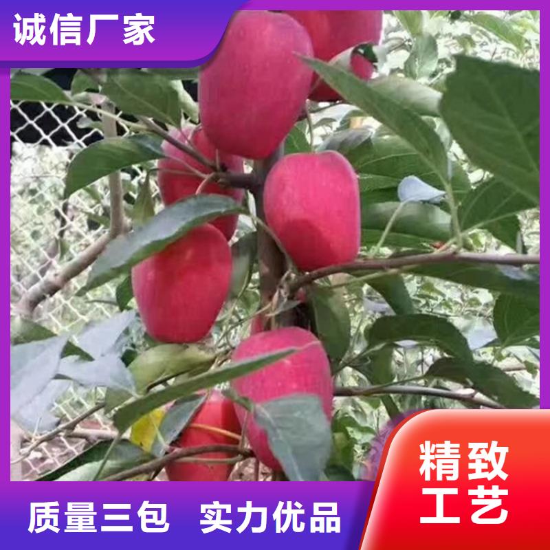 苹果【无花果苗】优选厂商