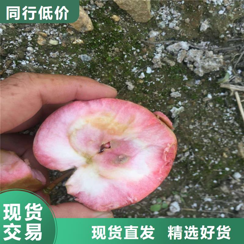 苹果,苹果苗产品优良