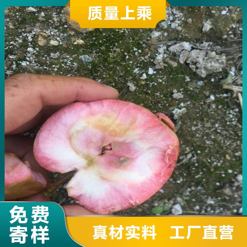 【苹果】苹果苗供应商