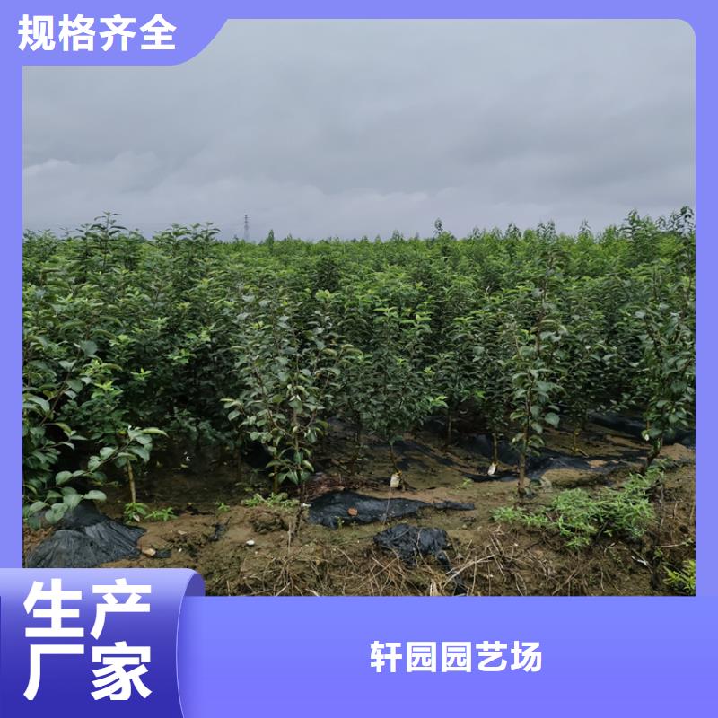 苹果蓝莓苗好品质用的放心