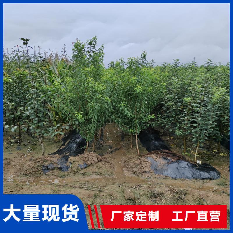 【苹果樱桃苗精选货源】