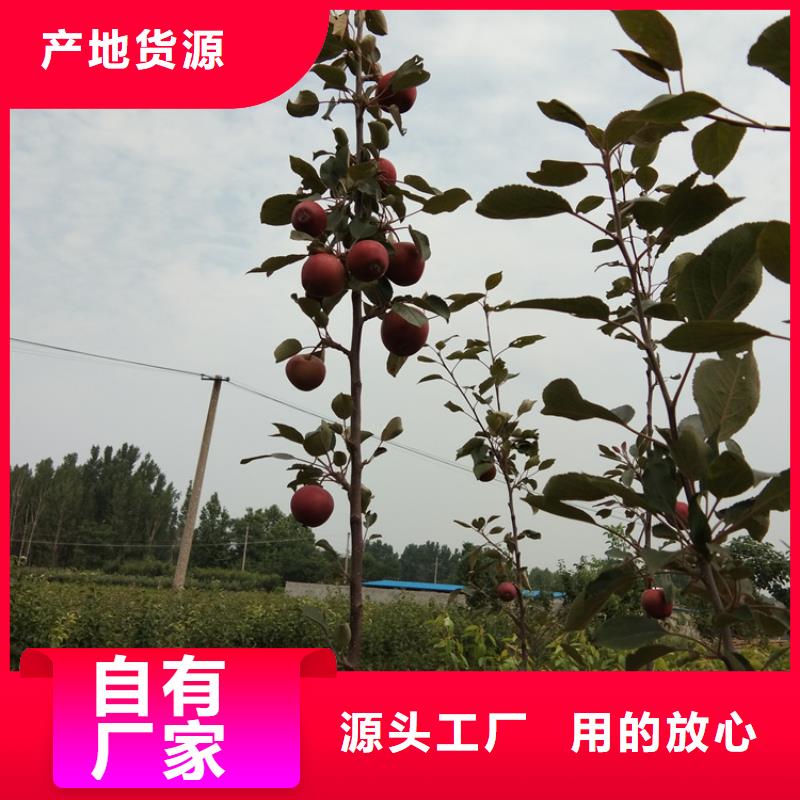 苹果_无花果苗细节之处更加用心