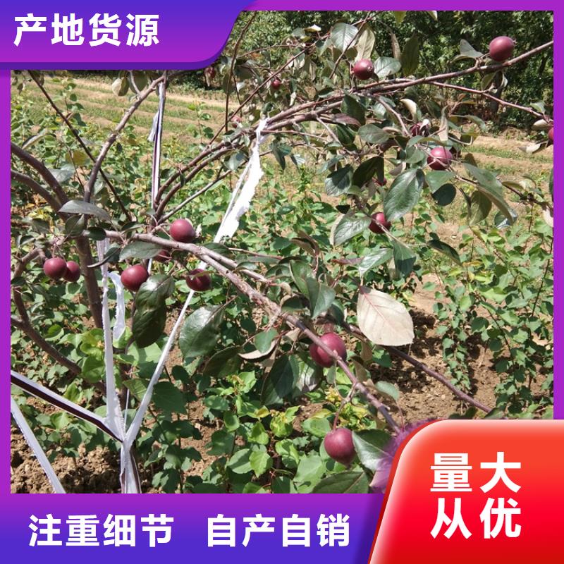 苹果,奶油草莓品质不将就