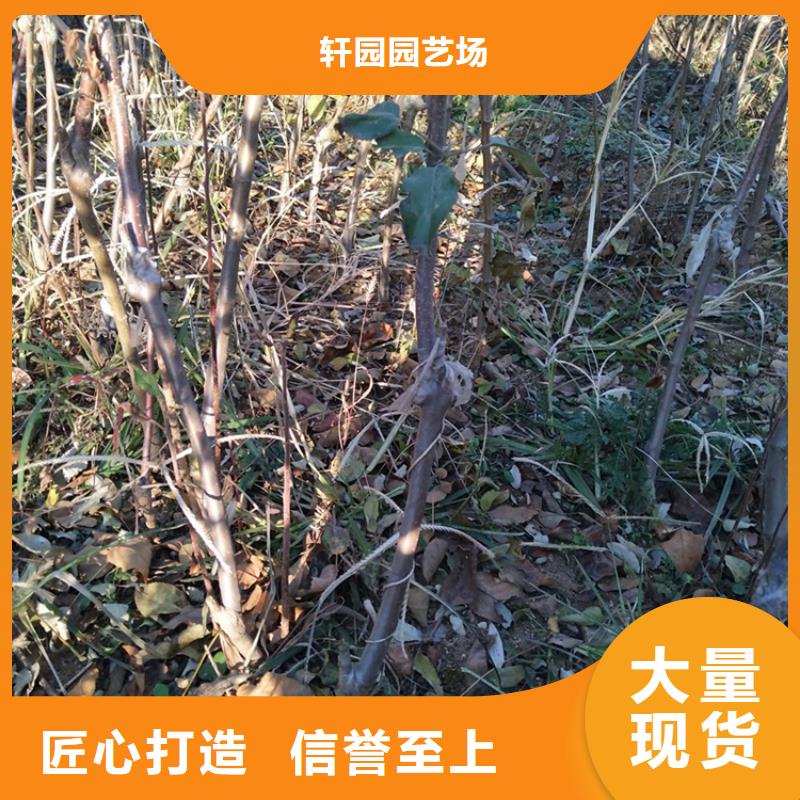 苹果【无花果苗】优选厂商