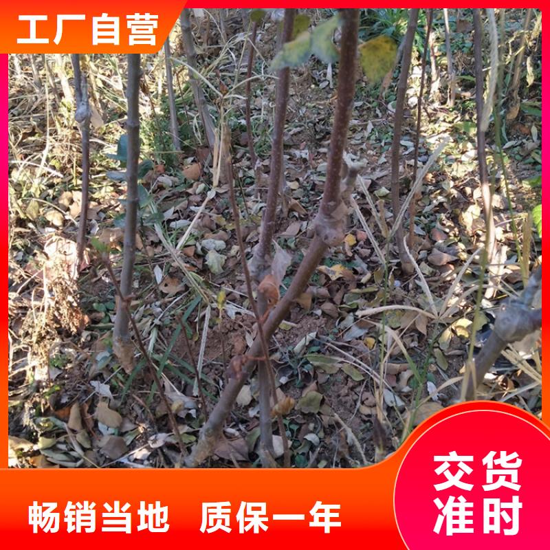 【苹果梨树苗实力大厂家】