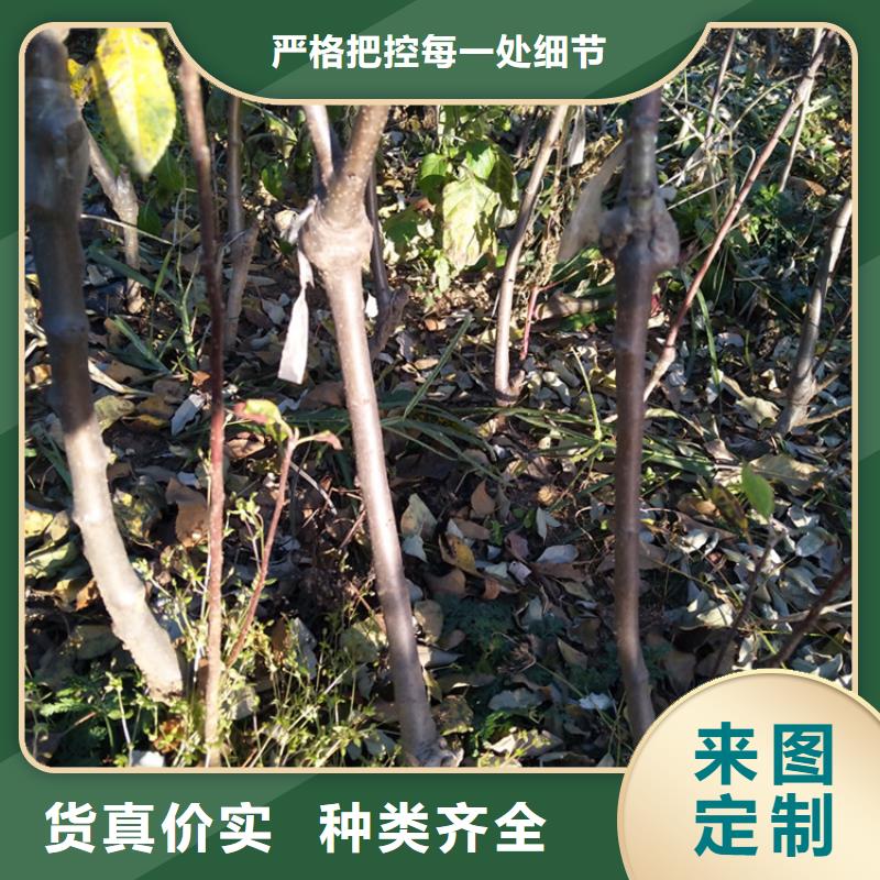 苹果葡萄苗定制速度快工期短