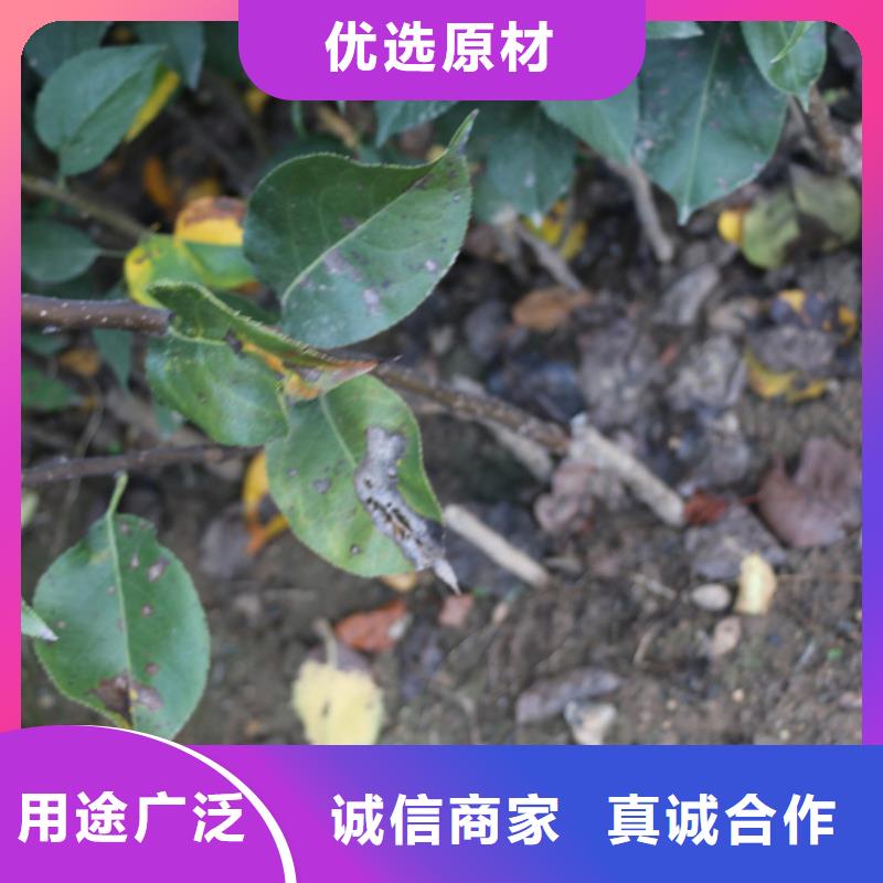 苹果-无花果苗专业信赖厂家