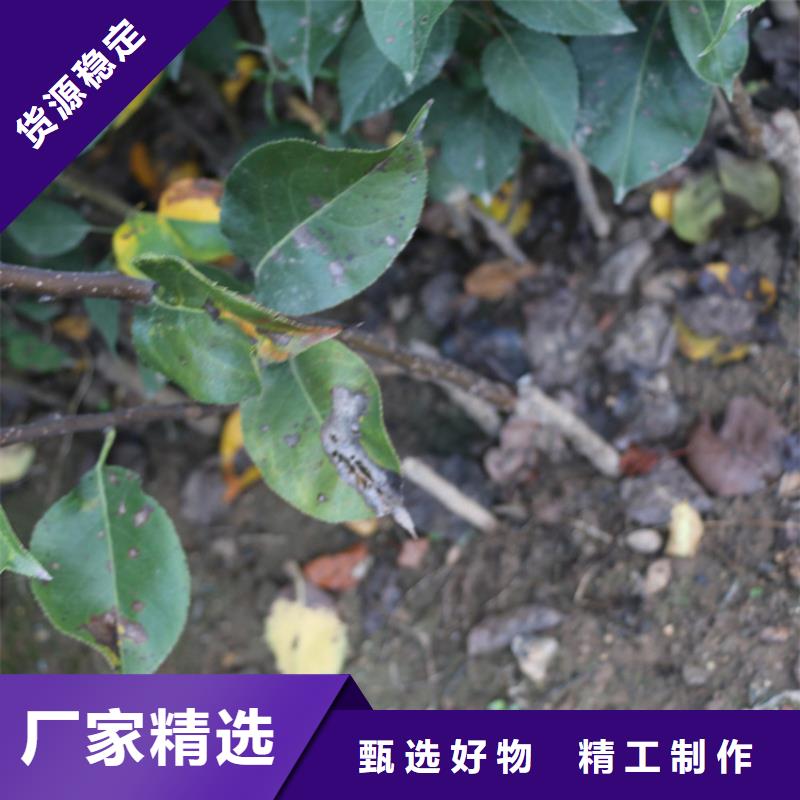 苹果黄瓜苗支持定制