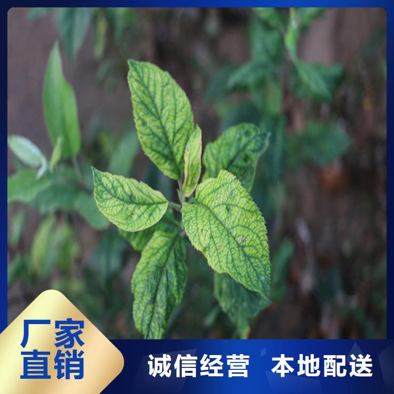 【苹果樱桃苗精选货源】