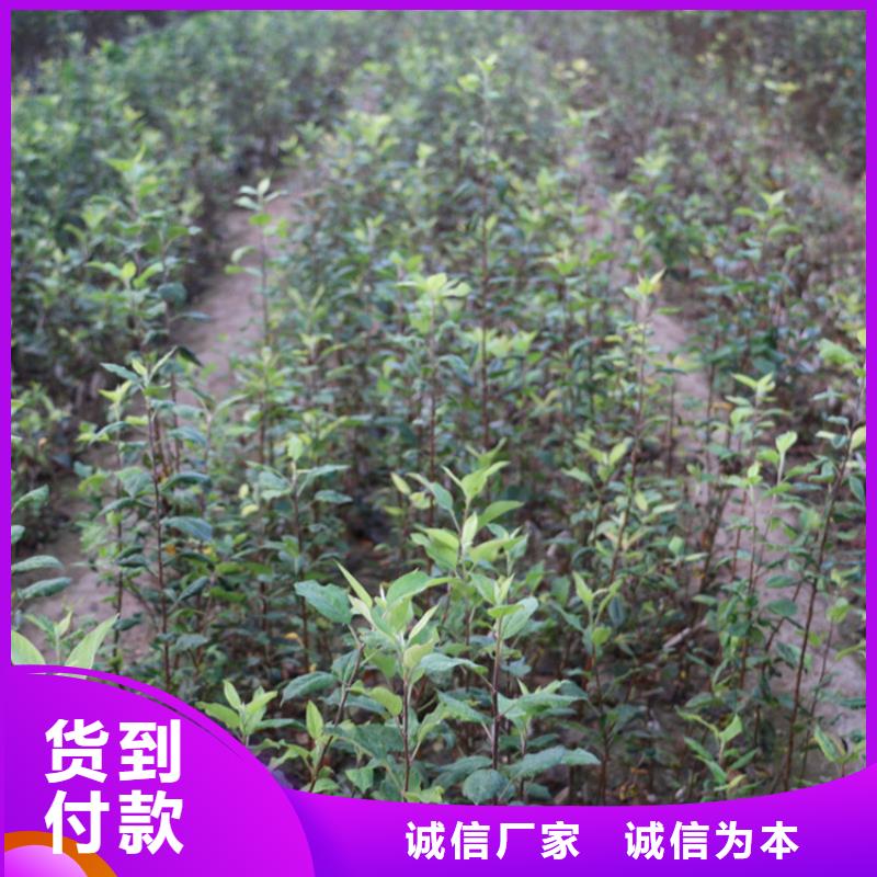 苹果蓝莓苗好品质用的放心