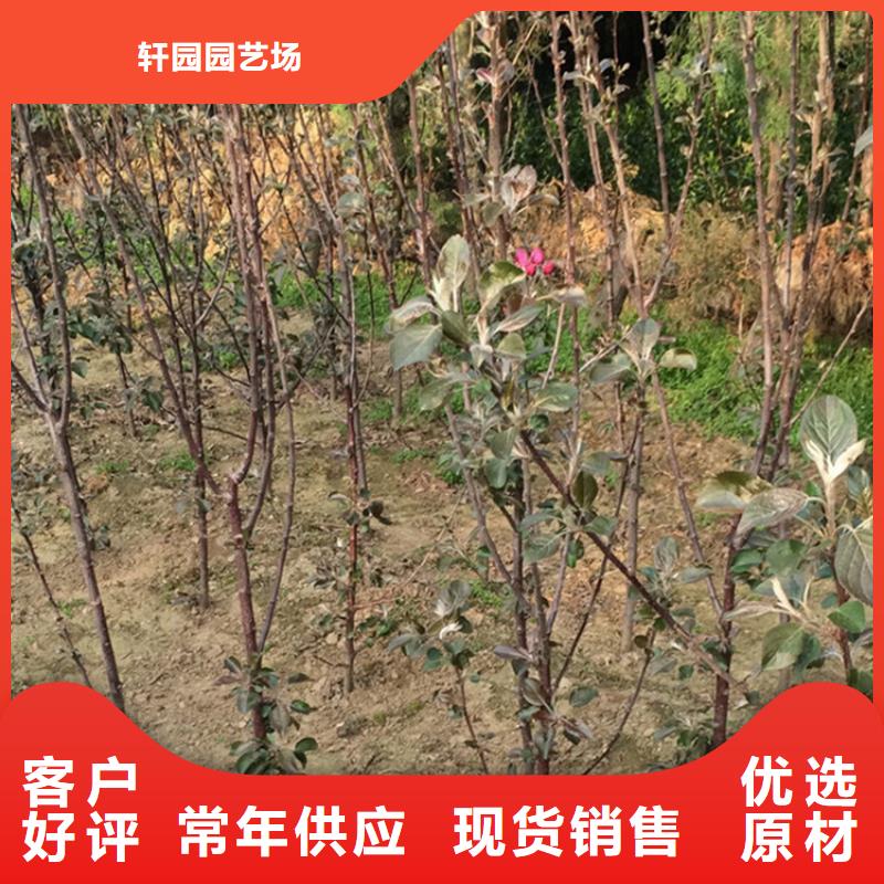 苹果苹果苗多行业适用