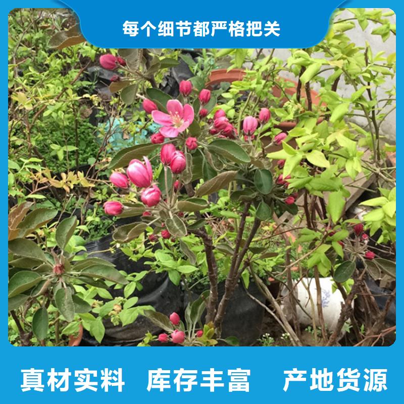 【苹果苹果苗快速生产】