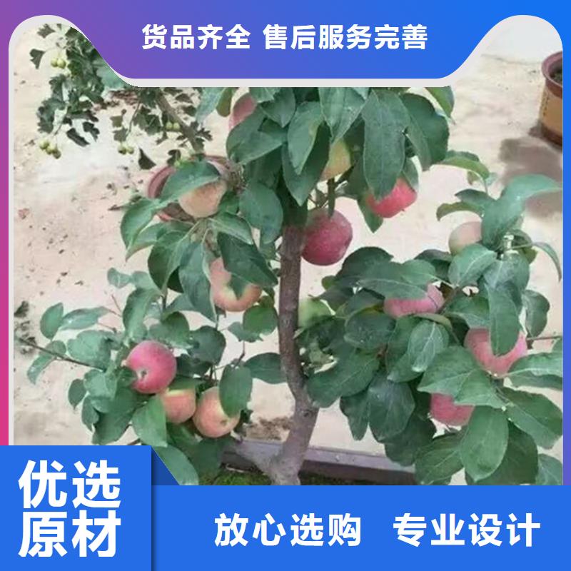 苹果石榴苗匠心工艺