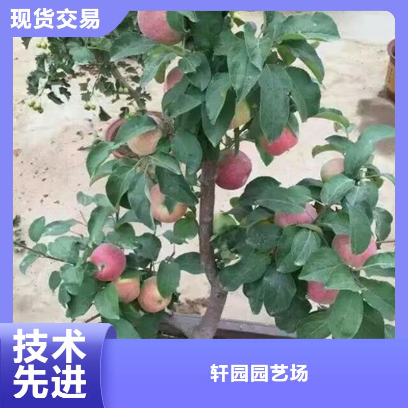 苹果【无花果苗】优选厂商