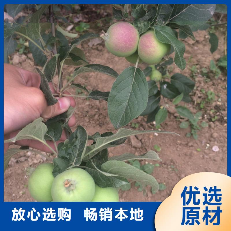 【苹果_无花果苗产地货源】