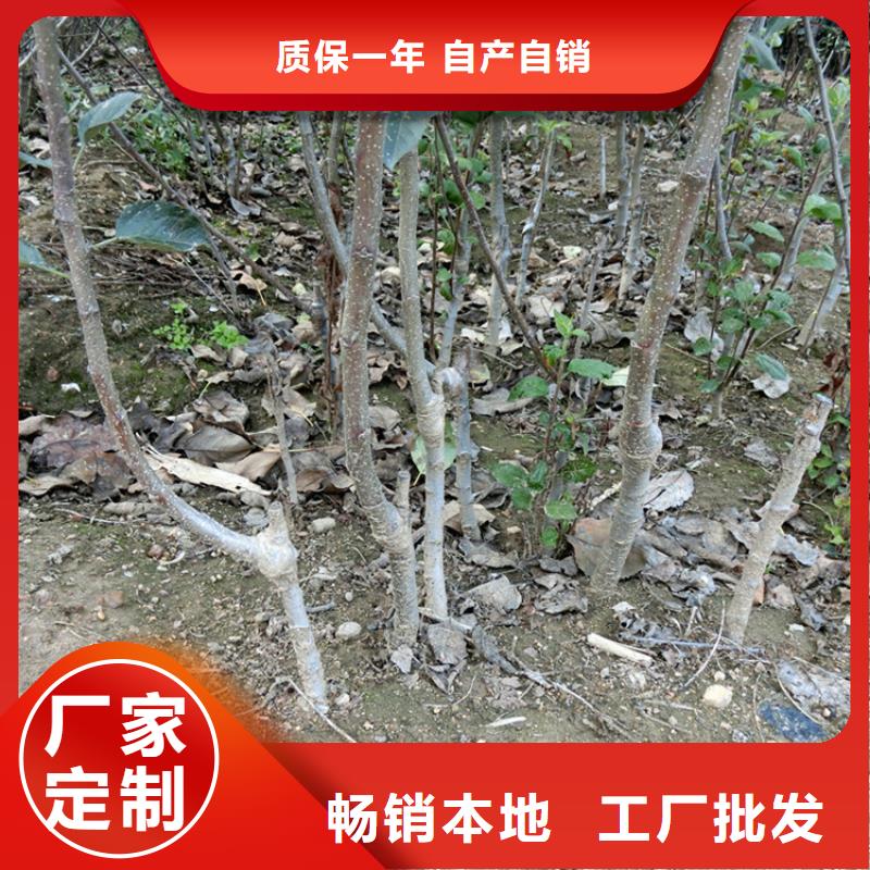 【苹果梨树苗实力大厂家】