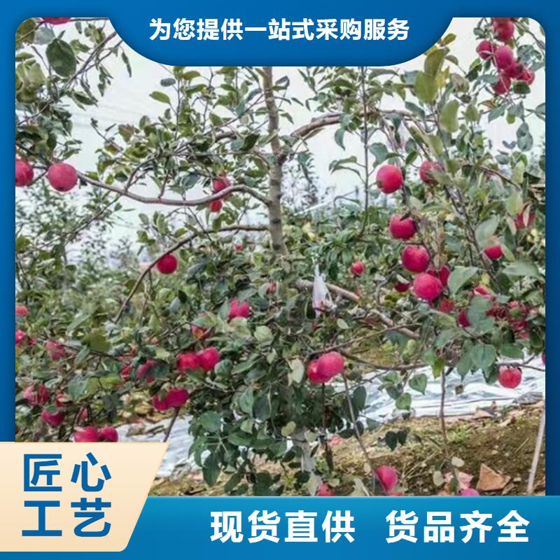 【苹果_无花果苗产地货源】