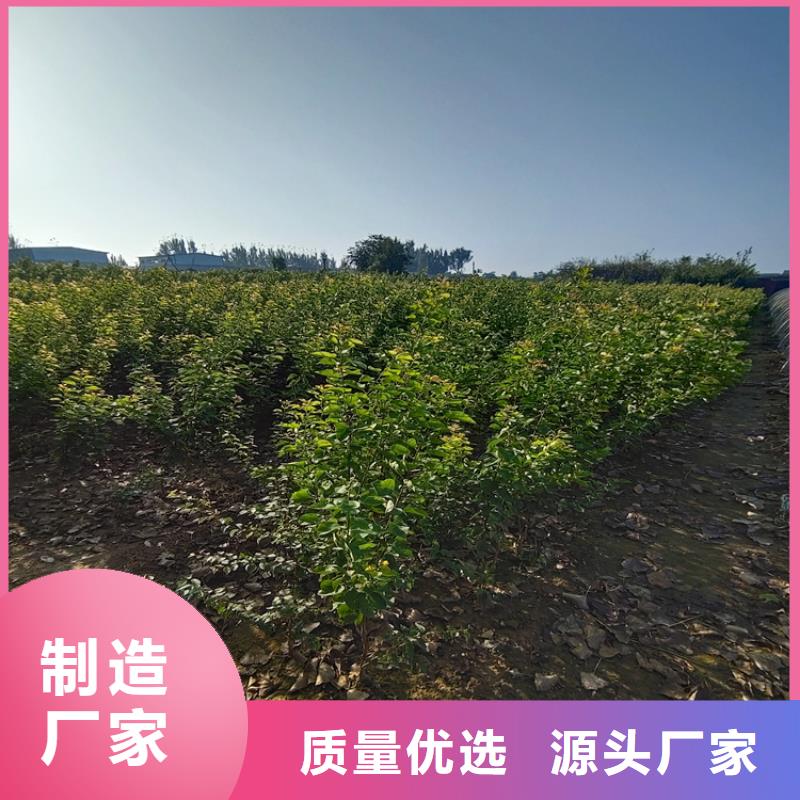 梨树蓝莓苗精品选购