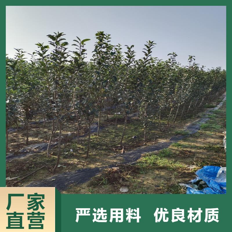 梨树-花椒苗支持大批量采购