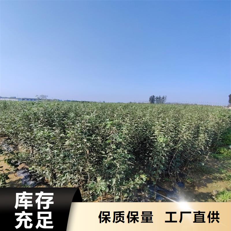 梨树,红石榴苗基地有实力有经验