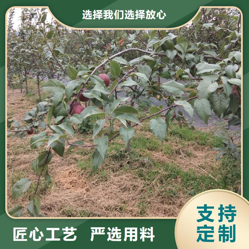 梨树苹果苗大量现货供应